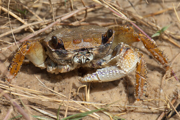Crab without a claw on the sand. Senegal River. Langue de Barbarie National Park. Saint-Louis. Senegal.