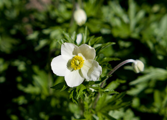 white flower in the garden