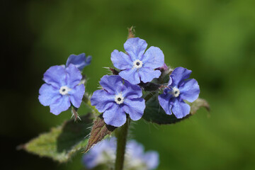 Close up blue flowers of green alkanet (Pentaglottis sempervirens), family borage (Boraginaceae) in the garden. Spring, Netherlands, May