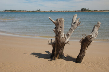 Trunks in the bank of the Senegal River. Langue de Barbarie National Park. Saint-Louis. Senegal.