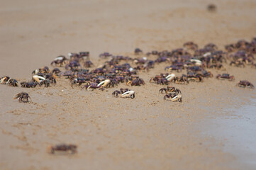 Fiddler crabs Afruca tangeri. Langue de Barbarie National Park. Senegal River. Saint-Louis. Senegal.