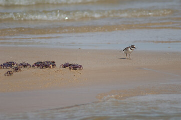 Common ringed plover Charadrius hiaticula and fiddler crabs Afruca tangeri. Senegal River. Langue de Barbarie National Park. Saint-Louis. Senegal.