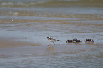 Common ringed plover Charadrius hiaticula and fiddler crabs Afruca tangeri. Senegal River. Langue de Barbarie National Park. Saint-Louis. Senegal.