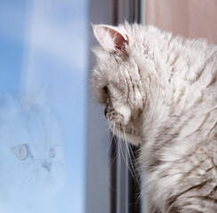 Reflections in the window of a beautiful Persian cat - 504726774