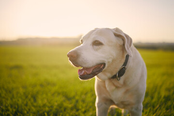 Portrait of old dog at sunset. Close-up of labrador retriever on meadow. .