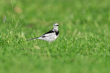 Close-up of a black-backed wagtails walking in the grass