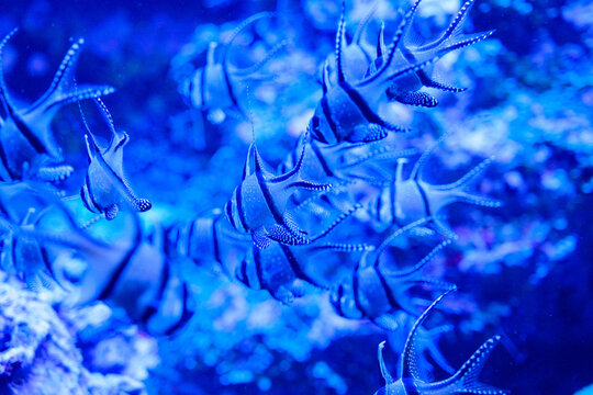 水族館のエンジェルフィッシュ。群れをなして泳ぐ姿とブルーの光が幻想的。神戸アトアで撮影