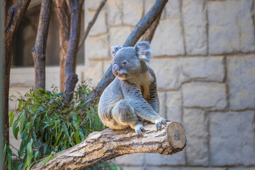 動物園のコアラ