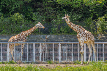 動物園のキリン