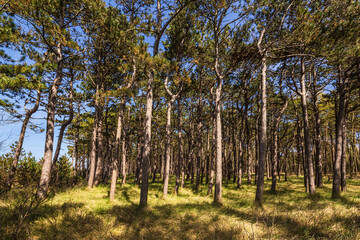 Fototapeta premium Küstenwald bei Neuendorf auf der Insel Hiddensee