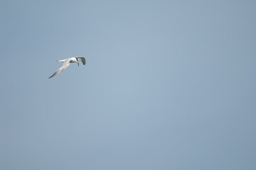 Sandwich tern Thalasseus sandvicensis in flight. Langue de Barbarie National Park. Senegal River. Saint-Louis. Senegal.