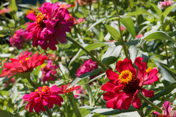 Fototapeta premium red and yellow flowers