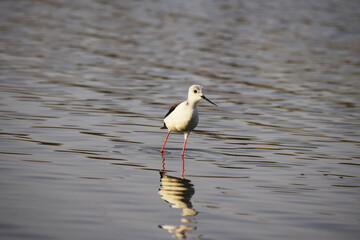 Black winged stilt bird in lake