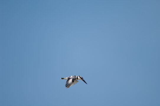 Pied kingfisher Ceryle rudis in flight. Langue de Barbarie National Park. Senegal River. Saint-Louis. Senegal.