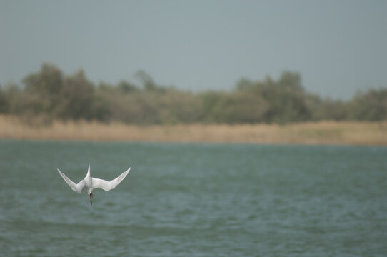Sandwich tern Sterna sandvicensis swooping to fish. Langue de Barbarie National Park. Senegal River. Saint-Louis. Senegal.