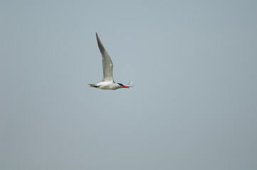 Caspian tern Hydroprogne caspia in flight. Langue de Barbarie National Park. Senegal River. Saint-Louis. Senegal.