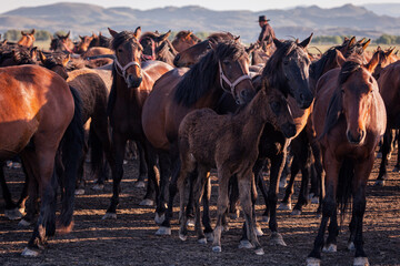 Kayseri, Turkey. may 2021. wild horses (yilki horses) 