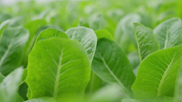 Close-up shot of cos vegetables salad hydroponic farming in greenhouse, Hydroponics is method of growing plants using mineral and nutrient solutions in water without soil. new healthy eating trend.