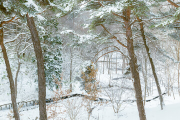雪国の公園の林