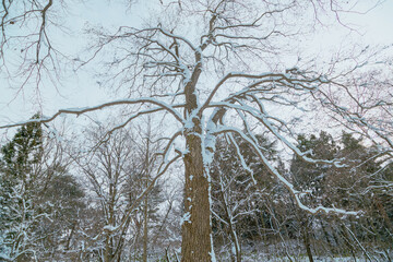 雪国の公園の林