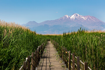 a reed field, wooden walking path and erciyes mountain.sultansazligi