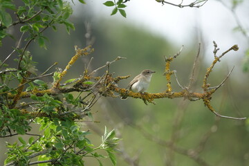 garden warbler (Sylvia borin)