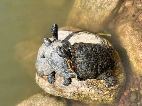 water turtles on the rock in a lake