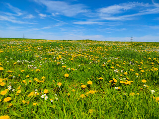 Spring Summer meadow of flowers and blue sky
