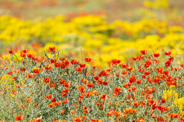 a beautiful field of poppy flowers