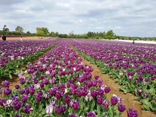 Norfolk Tulips | UK Tulips | British Tulips | Tulips for Tapping 2022 | Norfolk Tulip Fields