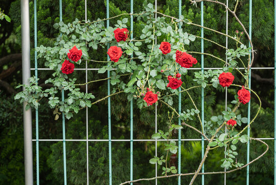 蔓薔薇 Images Browse 96 Stock Photos Vectors And Video Adobe Stock