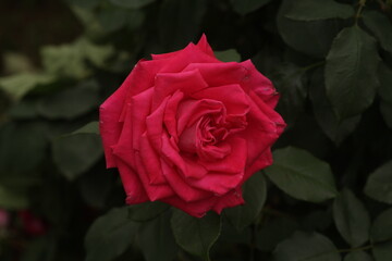 single red rose