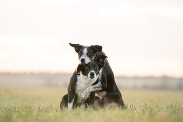 Two border collie dogs hugging