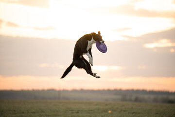 Obraz na płótnie Canvas border collie dog in a green field