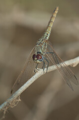 Female violet dropwing Trithemis annulata. Langue de Barbarie National Park. Senegal River. Saint-Louis. Senegal.