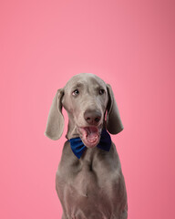 Cute Weimaraner puppy on a pink background