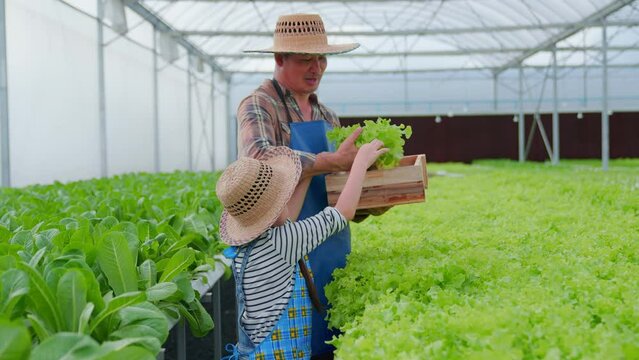 Retired uncle and a mischievous granddaughter collect organic hydroponic vegetables in the greenhouse. Small business owner family salad garden, Educating children knowledge and health food concept.