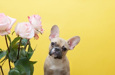 A fawn-coloured bulldog dog sits near a beautiful bouquet of roses, with its head tilted funny and looking ahead.