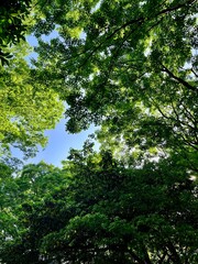 forest in the morning