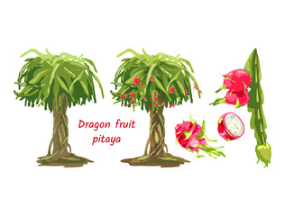 716_dragon fruit plant_dragon fruit Dragon Fruit, Hylocereus, Pitahaya, Pitahaya, Hand drawn vector illustration of a tree, pitaya stems, with fruits on a white background, set, stages of fruit ripeni