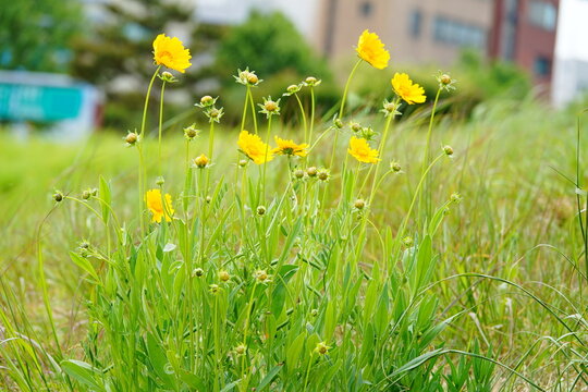 Yellow Flowers