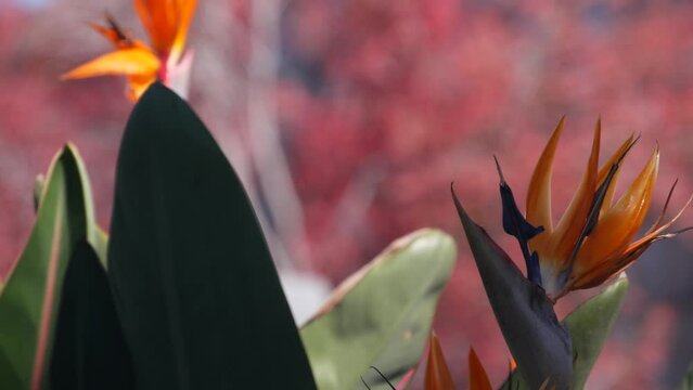 Small quick colibri bird flying, fast violetear hummingbird. Strelitzia bird of paradise nectar, orange flower bloom pollination, crane flower inflorescence pollen, exotic tropical blossom. California