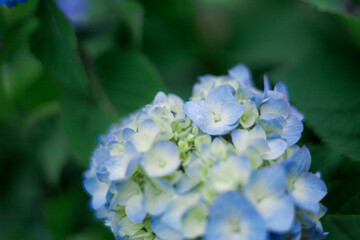 ふんわり水色の紫陽花