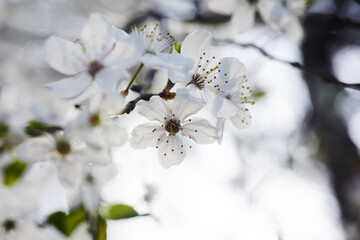 Beautiful background of wild plum blossoms. Close up macro. Single point focus