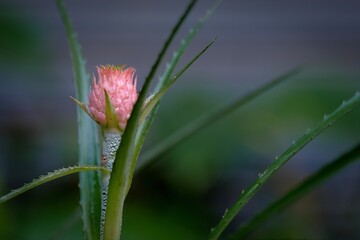 Pineapple flower blooming 
