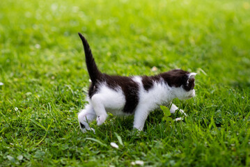 Little cat on grass