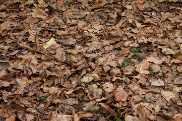 Autumn background: brown autumn leaves cover the ground