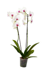 Naklejka na ściany i meble White orchid in a pot