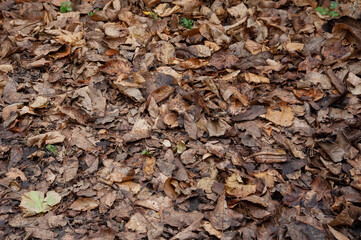 Autumn background: brown autumn leaves cover the ground