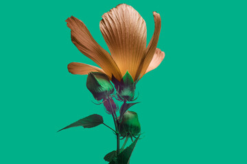 one flower with orange petals on a blue-green background.